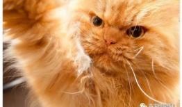 微密猫吃瓜爆料入口,独家内幕一网打尽